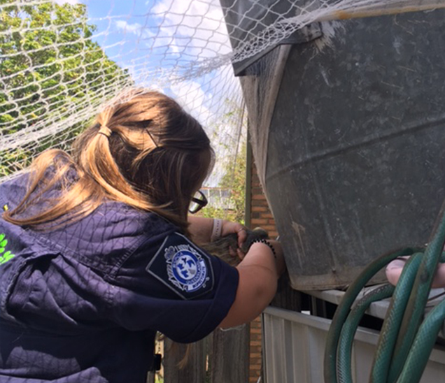 rspca animal ambulance rescued stuck possum in fruit tree netting